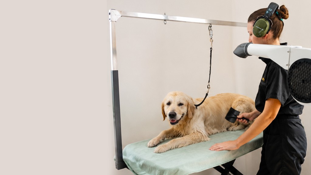 Grooming in progress at Hound Pet Salon, Kimberley