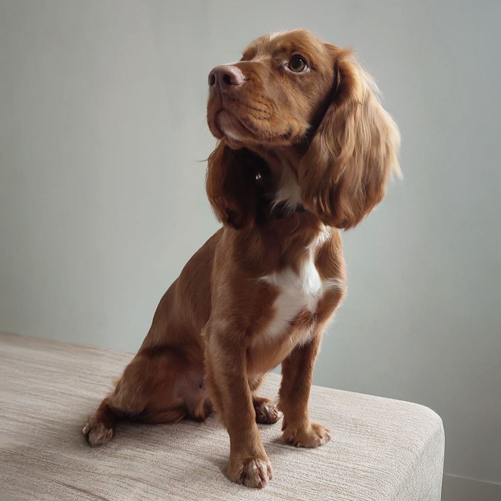 Spaniel