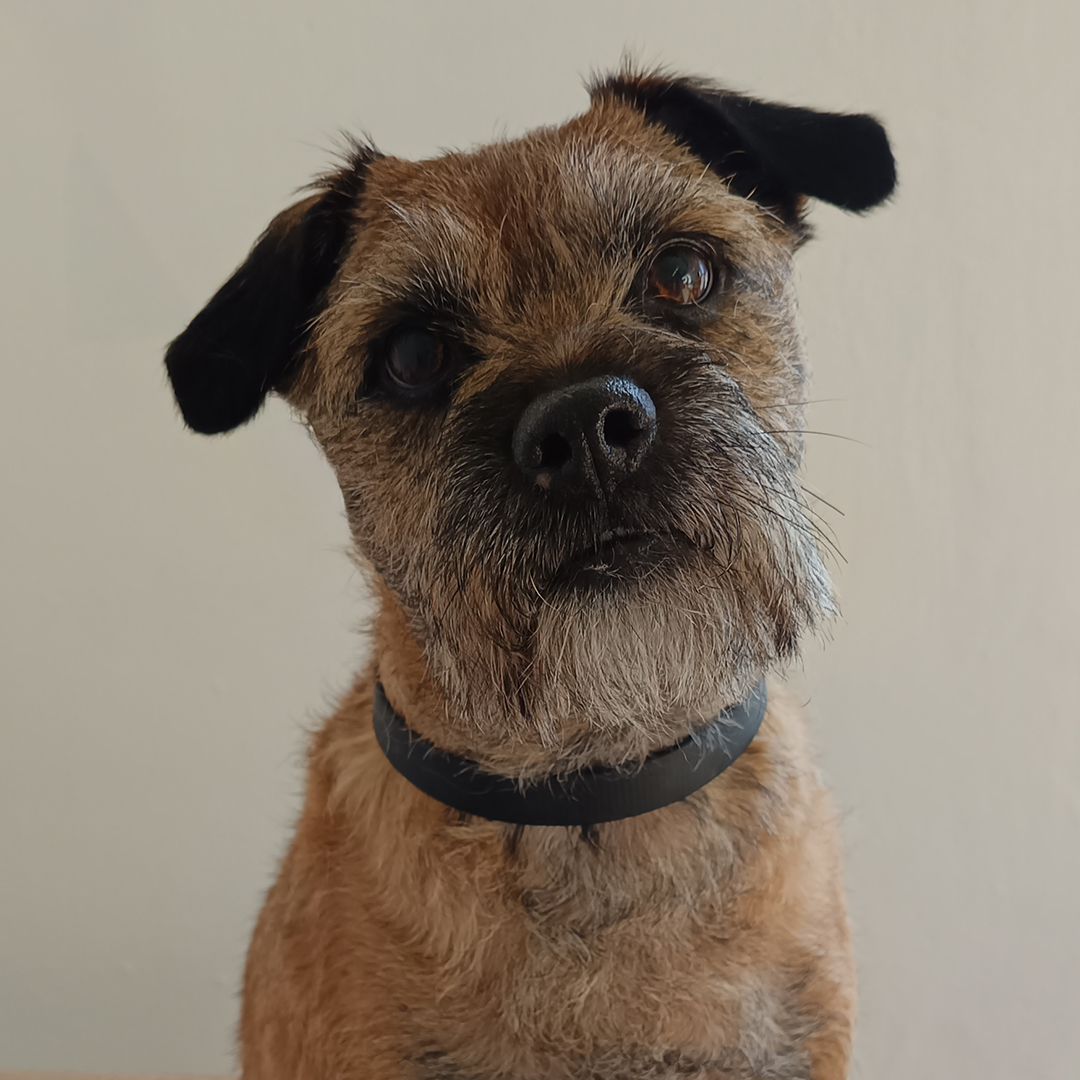Border Terrier